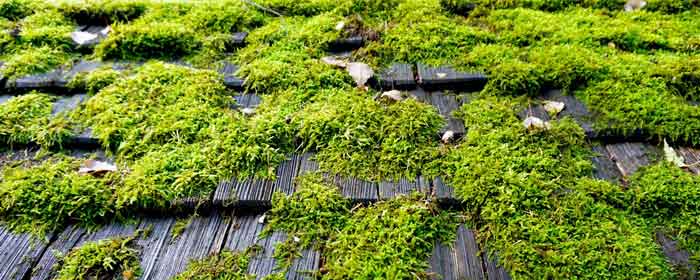 Roof Moss Removal